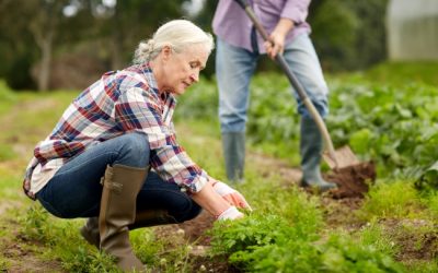 Fall Garden Cleanup Checklist